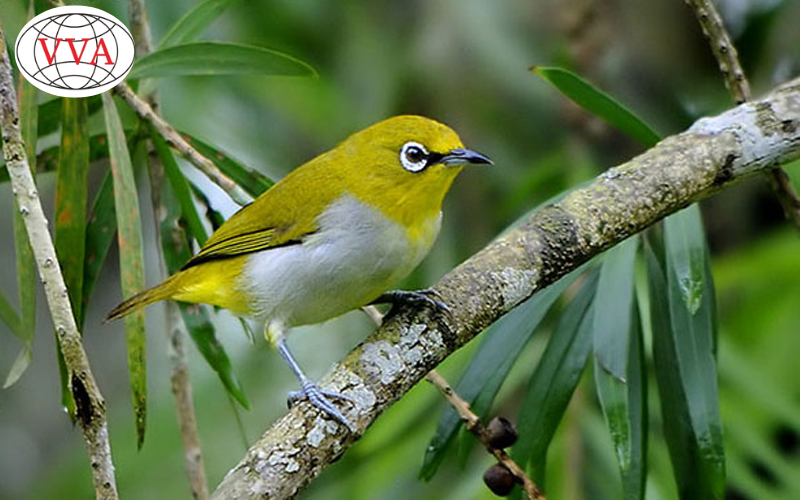 Hướng Dẫn Chi Tiết Cách Chăm Sóc Chim Vành Khuyên Cho Người Mới: Từ Chọn Giống Đến Huấn Luyện Hót Hay